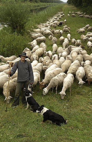 Herder en herdershonden