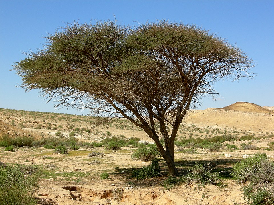 Acacia in de Negev-woestijn